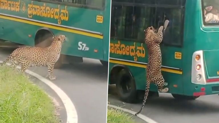 Bengaluru Video: বাসের জানলায় উঠে পড়ল লেপার্ড, চিড়িয়াখানায় হইচই, দেখুন ভিডিয়ো