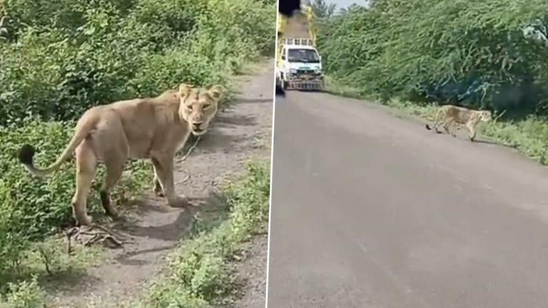 Viral Video: দিনের আলোয় বাস থামাল সিংহ, আতঙ্কিত যাত্রীরা, ভাইরাল ভিডিয়ো