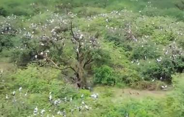 Video: পাখিরালয়ে উড়ে আসছে হাজার হাজার পরিযায়ী পাখি, দেখুন সেই দৃশ্য