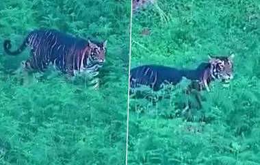 Melanistic Tiger Video: সিমলিপালের জঙ্গলে দেখা গেল 'মেলানিস্টিক টাইগার', হু হু করে ভাইরাল ভিডিয়ো