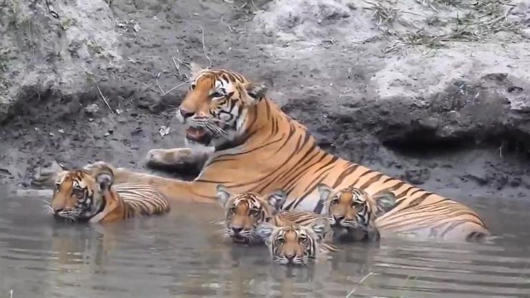 Tiger Viral Video: বাঘিনী ও তার ছানাদের জলকেলি, দেখুন বাকরুদ্ধ করার মতো সুন্দর দৃশ্য