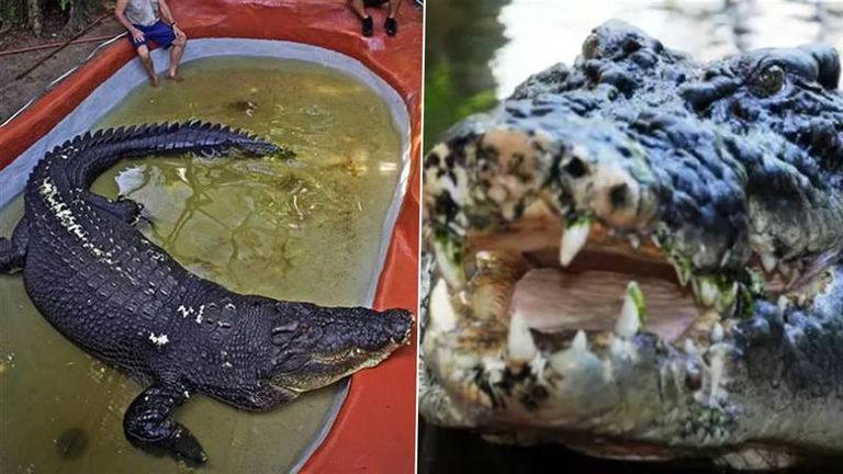 Worlds Largest Crocodile Dies: চলে গেল বিশ্বের বৃহত্তম কুমির ক্যাসিয়াস, ১১০ বছরে অস্ট্রেলিয়ার অভয়ারণ্যে শেষ নিঃশ্বাস