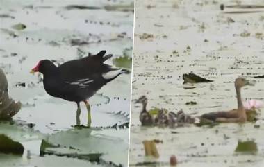 Migratory Birds: শীত পড়তেই রংবেরঙের পরিযায়ী পাখির দেখা, দেখুন ভিডিও