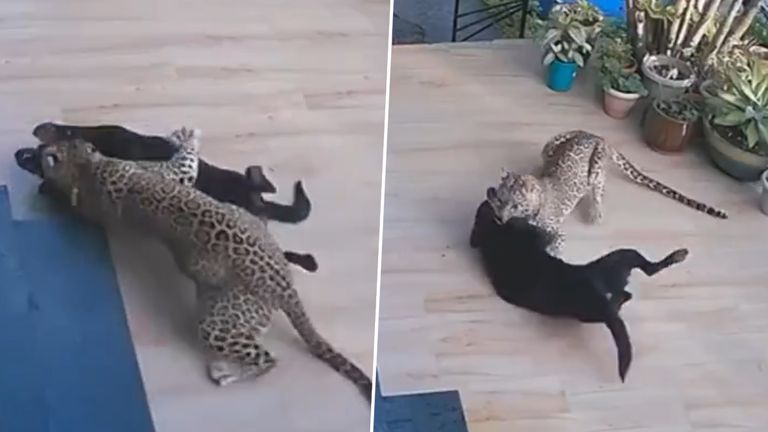 Leopard Enters House Watch Video: বাড়ির ভিতর চিতার হানা, ঝাঁপিয়ে পড়ল সাহসী পোষ্য, তারপর যা হল...