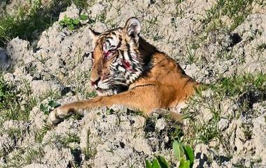 Assam: লোকালয়ে বাঘের দেখা মিলতেই স্থামীয়দের এলোপাথাড়ি ইট-পাটকেল হামলা, দৃষ্টিশক্তি হারাল বন্যপ্রাণী