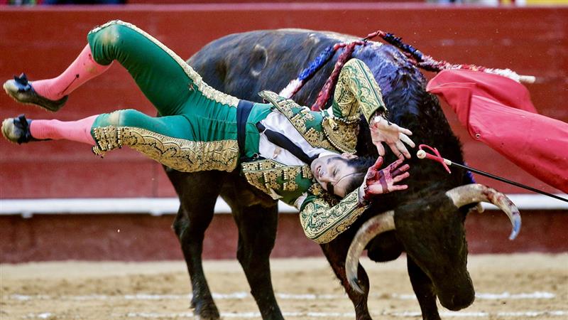 Which Color Angers the Bull: বর্ণান্ধ হয়েও লাল রং সামনে থাকলেই ষাঁড় কেন ক্ষেপে যায়? বহু যুগ পর সামনে এল চরম সত্যি