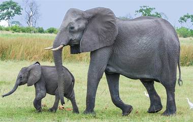 Elephant: হাতির সঙ্গে ভিডিয়ো বানাতে গিয়ে মৃত্যু, প্রাণে বাঁচতে গাছে উঠেও লাভ হল না কিশোরের