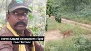 MP Forest Guards' Close Encounter With Tiger: মধ্যপ্রদেশে বাঘের মুখোমুখি বনরক্ষীরা,  ভিডিও হল ভাইরাল (দেখুন ভিডিও)