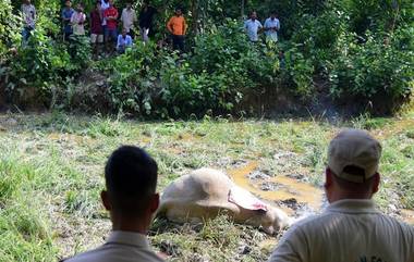 Assam:বান্ধবগড়ের পর অসমে রহস্য মৃত্যু ২ হাতির, শুরু তদন্ত