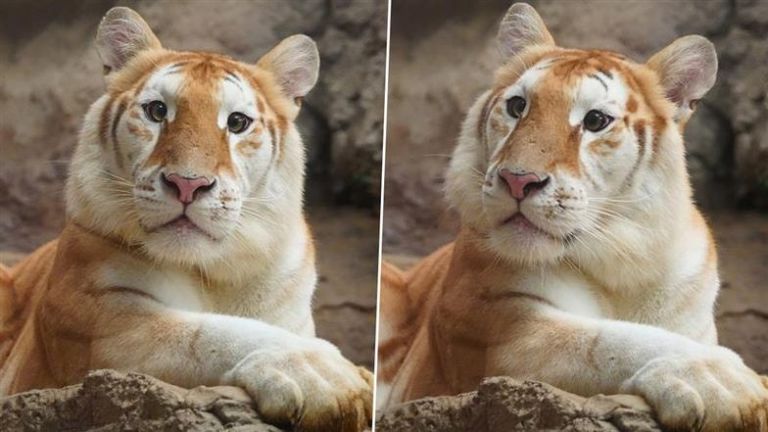 Golden Tiger Cub Video: উজ্জ্বল সোনালী রঙ, ছোট্ট বাঘের ছানা আভাকে দেখে উৎফুল্ল মানুষ, দেখুন