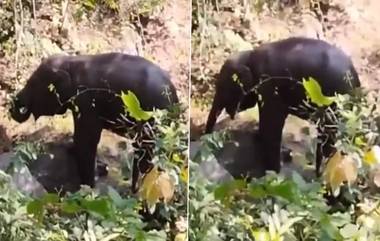 Elephant Video: জাতীয় উদ্যানে আতঙ্ক, বোমা বিস্ফোরণে আহত হস্তি শাবক? ভিডিয়ো