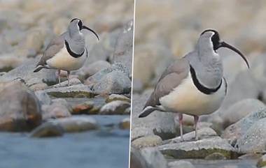 Ibisbill Bird Video: অতি বিরল ইবিলবিস এল ভারতে, খুশির হাওয়া, দেখুন ভিডিয়ো