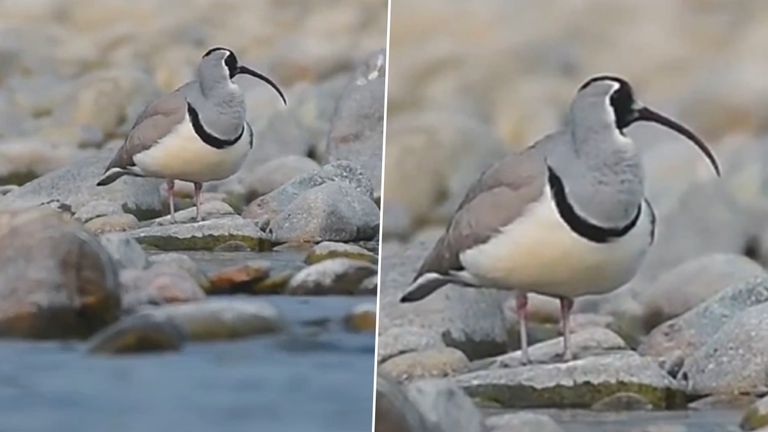 Ibisbill Bird Video: অতি বিরল ইবিসবিল এল ভারতে, খুশির হাওয়া, দেখুন ভিডিয়ো