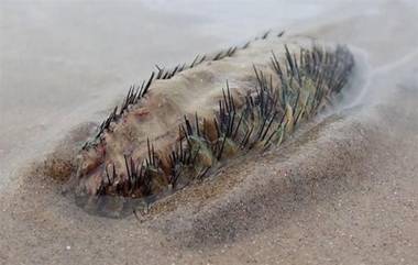 Sea Mouse Spotted Video: সৈকতে ভেসে এল এলিয়েন? বিশালাকৃতির প্রাণীতে ভয় ছড়াল মানুষের মধ্যে, দেখুন