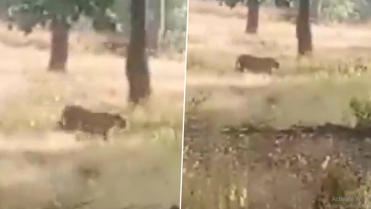 Tiger Video: রাতের অন্ধকারে মৃত্যুর থাবা? জ্বলজ্বলে চোখে রাস্তা পার করছে বিশালাকার বাঘ, দেখুন ভিডিয়ো