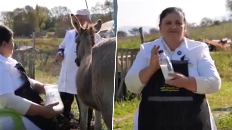 Donkey Milk: গাধার দুধের চাহিদা আচমকাই আকাশছোঁয়া, লিটার প্রতি বিকোচ্ছে ৫ হাজারে, কিন্তু কেন!