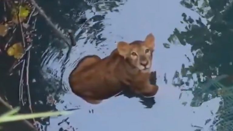 Lion Cub: কুয়োর জলে আটকে পড়ল সিংহ শাবক, দেখুন উদ্ধারের ভিডিও