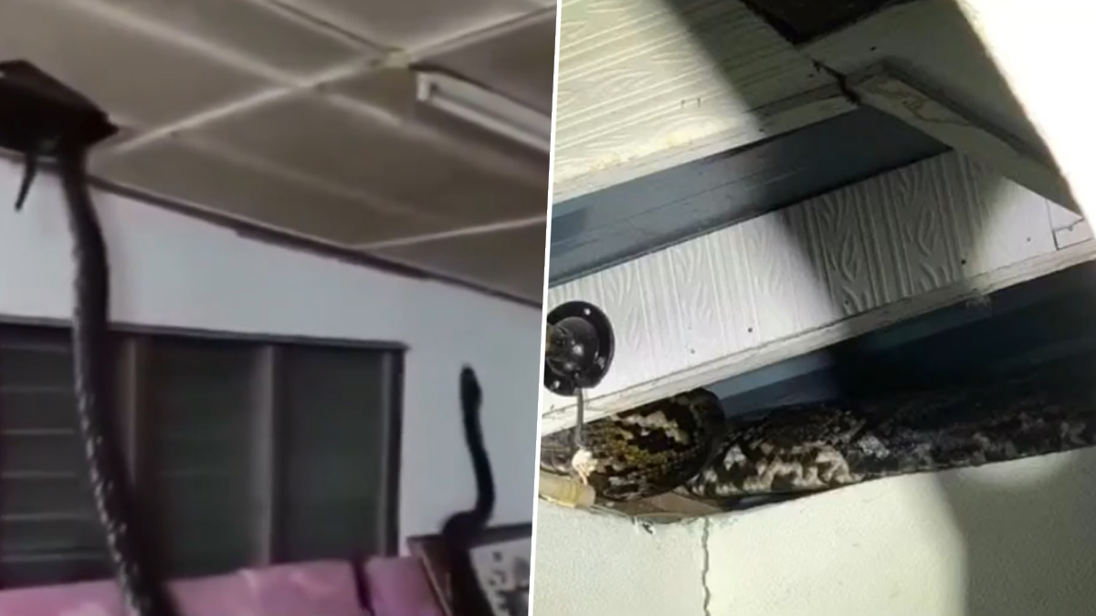 Giant Python: ৮০ কেজি ওজনের বিশাল অজগর উদ্ধার, দেখুন ভাইরাল ভিডিও | 👍 ...