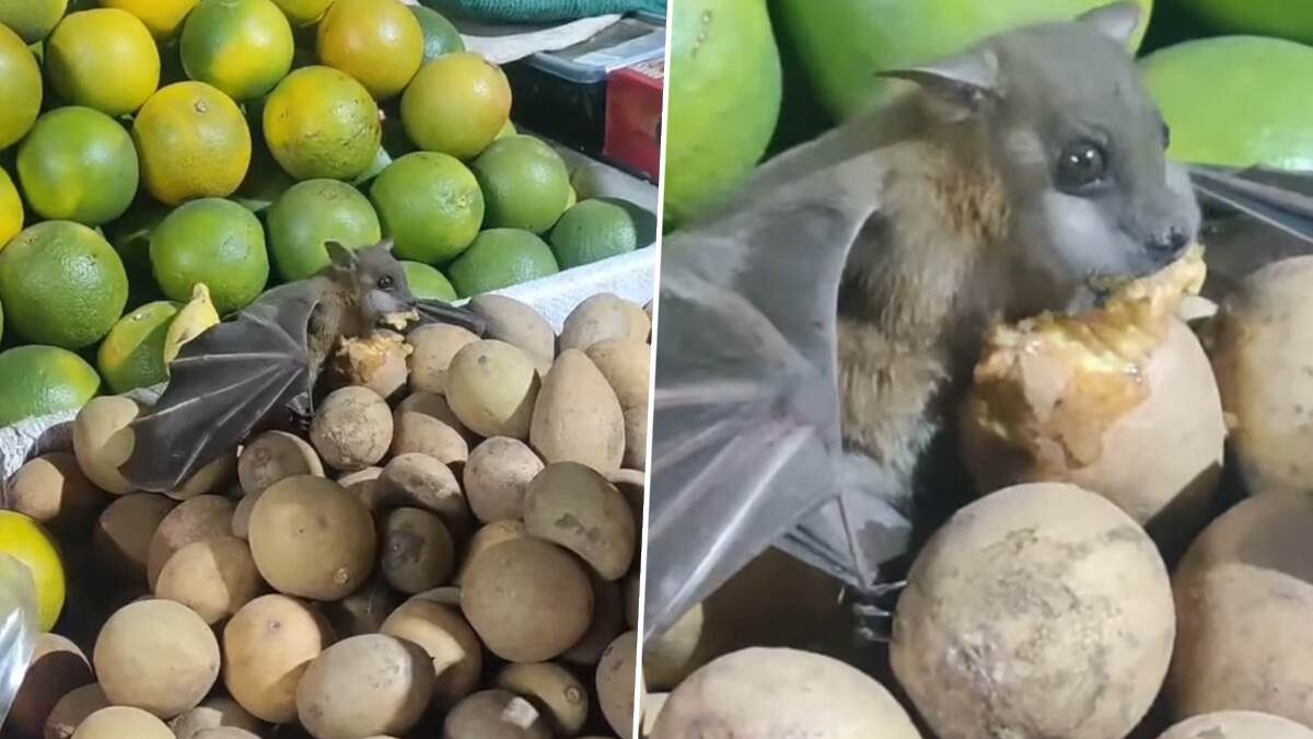 Bat Eats Chikoo: ফলের দোকানে আরাম করে বসে সবেদা খাচ্ছে বাদুর, স্বাস্থ্যের প্রশ্নে উদ্বিগ্ন নেটিজেন