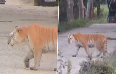 Golden Tiger Seen In Kaziranga National Park: কাজিরাঙ্গার জঙ্গলে হঠাৎ দেখা মিলল বিরল প্রজাতির সোনালি বাঘের, উচ্ছ্বসিত পর্যটকরা