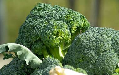 Broccoli Benefits: ফুলকপির মতো এই সবজিতে রয়েছে ডিমের মতো প্রোটিন, জেনে নিন ব্রকলির উপকারিতা...