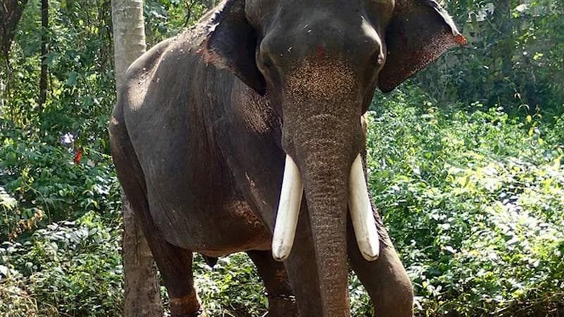 Alipurduar: দুর্ঘটনা ঠেকাতে আলিপুরদুয়ারে চলছিল মহড়া, ট্রেনের আওয়াজেই ঘটে বিপত্তি, হাতির পায়ে পিষ্ট বনকর্মী