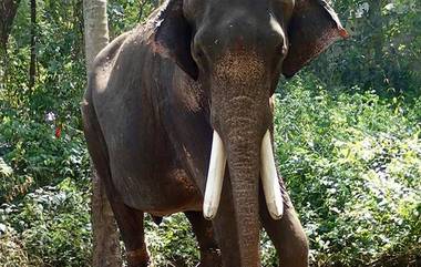 Elephant Attack in Andhra Pradesh: মন্দিরে বুনো হাতির তাণ্ডব, মৃত ৩, আহত আরও ৩