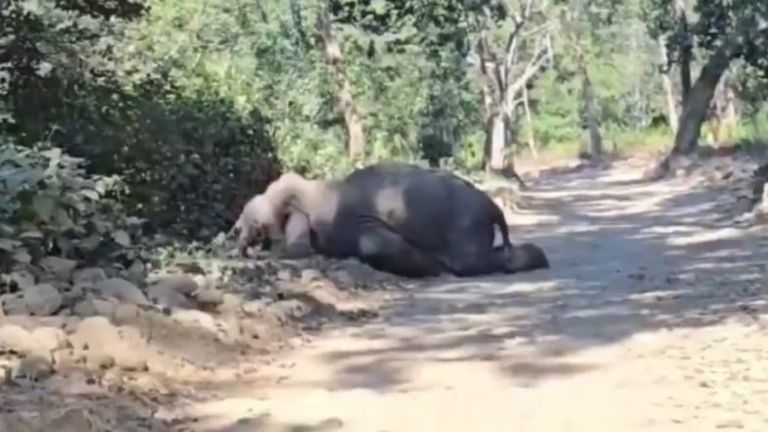 Elephant Dies Video: একটানা বাঘের তাড়া, টানা লড়াইয়ের পর মৃত্যুর কোলে ঢলে পড়ল হাতি, ক্যামেরায় রেকর্ড হল ভিডিয়ো