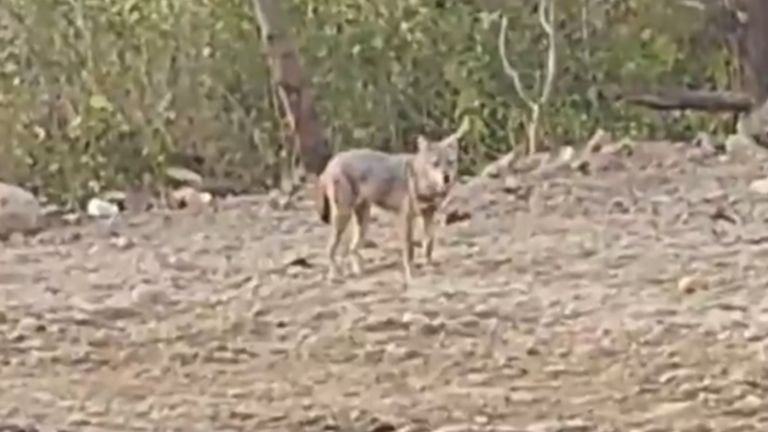 Golden Jackal in Navi Mumbai: খারঘরে দেখা মিলল সোনালি শিয়ালের, ভিডিও হল ভাইরাল (দেখুন ভিডিও)