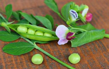 Green Peas Benefits: শীতে প্রোটিন সমৃদ্ধ সবুজ মটর খাওয়া উপকারী, জেনে নিন সবুজ মটরের অগণিত উপকারিতা সম্বন্ধে বিস্তারিত...