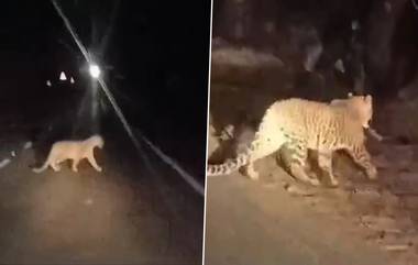 Leopard Spotted Video: জ্বলজ্বলে চোখ, রাতের অন্ধকারে জঙ্গল থেকে বেরিয়ে শিকারের অপেক্ষায় বিশালাকৃতির লেপার্ড, দেখুন