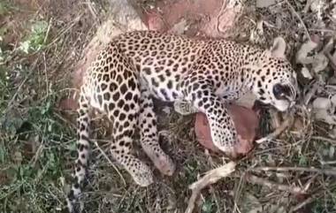 Leopard Found Dead in Andhra Pradesh: বন্য শুয়োরের জন্য পাতা জালে ধরা দিল লেপার্ড, হঠাৎ মৃত্যুতে প্রশ্ন