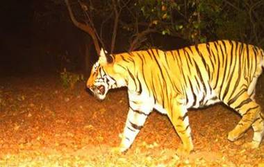 Tiger Spotted: প্রকাশ্যে ঘুরে বেড়াচ্ছে বাঘ, দক্ষিণরায়কে রেললাইন পার করতে দেখে আতঙ্ক