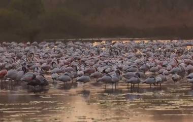 Migratory Birds: নাভি মুম্বইয়ে উড়ে এসেছে ঝাঁকে ঝাঁকে পরিযায়ী পাখি, মনোরম দৃশ্য দেখতে ভিড় পর্যটকদের