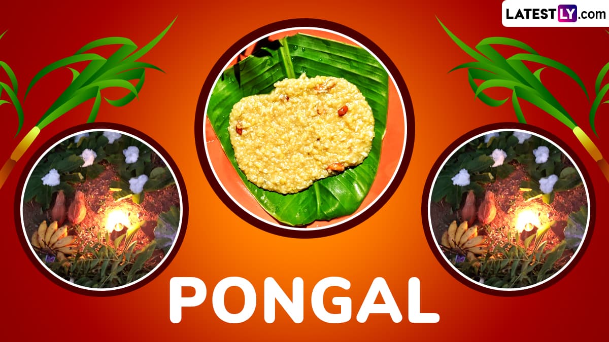 Pongal 2025: আজ থেকে শুরু চার দিনের পোঙ্গল, কীভাবে পালিত হয় এই উৎসব? জানুন এর ইতিহাস ও গুরুত্ব