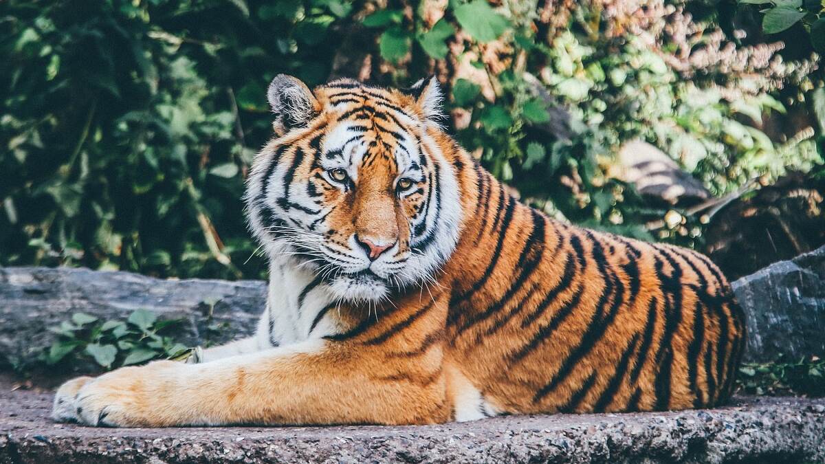 Tiger Video: বাঘের পিছনে ঢিল ছুঁড়ছে উন্মত্তরা, বিরক্ত পশুরাজের ভয়াবহ হামলা, ভাইরাল ভিডিয়ো
