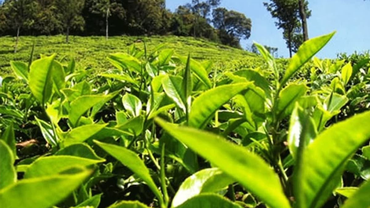 Tea Board Of India: উত্তরবঙ্গে চায়ের নতুন মরসুম শুরু করতে বিজ্ঞপ্তি জারি করল ভারতীয় চা পর্ষদ