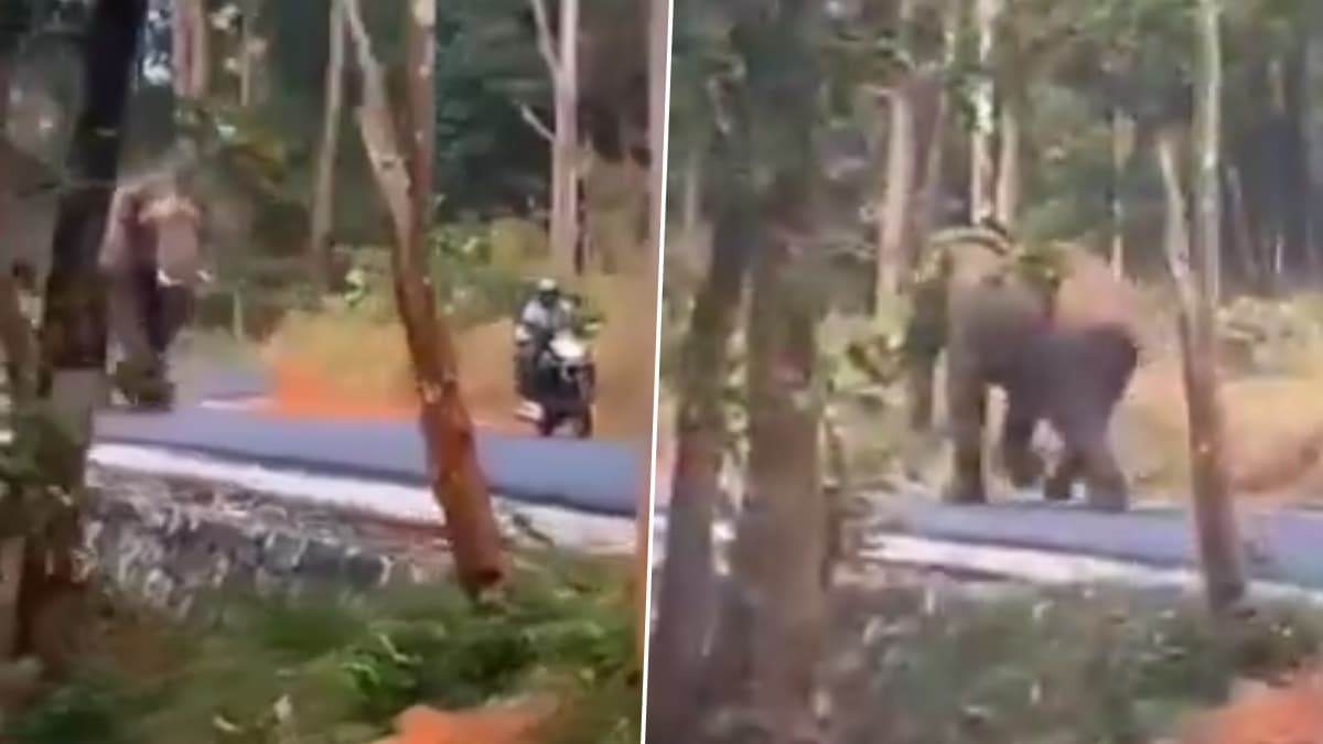 Wild Elephant Video: ঘন জঙ্গলে বন্য হাতির কবলে দম্পতি, শিশুসন্তানকে নিয়ে কোনক্রমে প্রাণরক্ষা