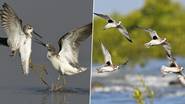 Coastline-Waders Bird Census:আজ জামনগরের মেরিন ন্যাশনাল পার্ক এবং অভয়ারণ্যে শুরু হচ্ছে দেশের প্রথম 'কোস্টলাইন-ওয়াডারস বার্ড সেন্সাস'