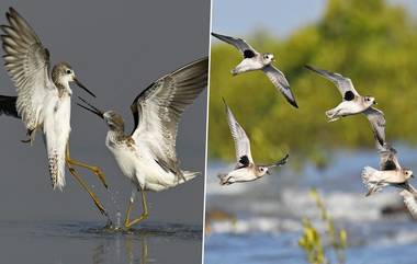 Coastline-Waders Bird Census:আজ জামনগরের মেরিন ন্যাশনাল পার্ক এবং অভয়ারণ্যে শুরু হচ্ছে দেশের প্রথম 'কোস্টলাইন-ওয়াডারস বার্ড সেন্সাস'