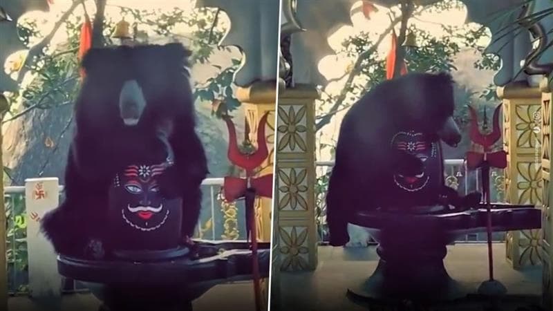 Wild Bear Hugs Shivling Video: পরম যত্নে শিবলিঙ্গ আঁকড়ে ধরছে ভালুক, চণ্ডিমাতা মন্দিরের ভিডিয়ো সামনে আসতেই আপ্লুত মানুষ, দেখুন