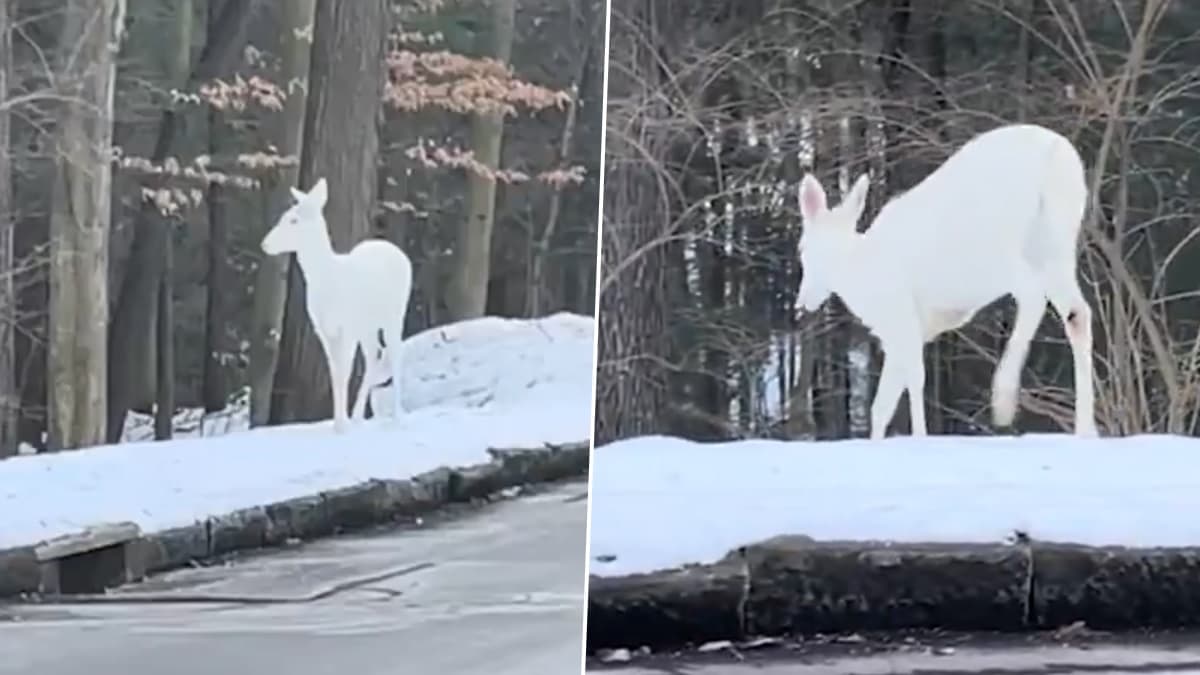 Rare Albino Deer Video: বরফে ঢাকা চারপাশ, তার মাঝে ঘুুরে বেড়াচ্ছে সাদা রঙের বিরল অ্যালবিনো হরিণ, দেখুন ভিডিয়ো