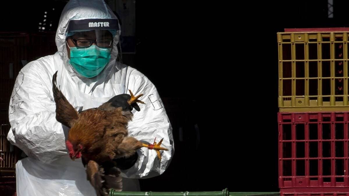 H5n Bird Flu Animals: H5n বার্ড ফ্লু নীরবে প্রাণী থেকে ছড়িয়ে পড়ছে মানুষে, জেনে নিন এবিষয়ে বিস্তারিত...