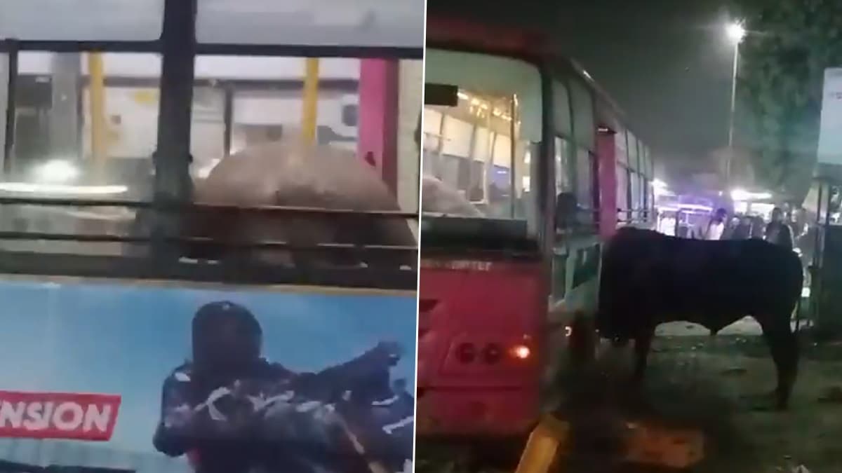 Bull Crashes Bus Video: বাসে উঠে তাণ্ডব, ভাঙচুর চালাল ষাঁড়, প্রাণ ভয়ে দৌঁড় চালকের