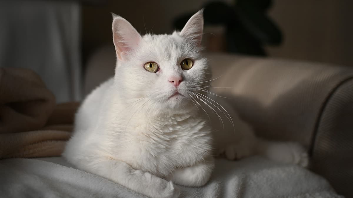 300 Cat Found In Flat: ফ্ল্যাটের ভিতর ৩০০ বিড়াল, গিজ গিজ সারা ঘর, দরজা খুলতেই হতবাক পুলিশ