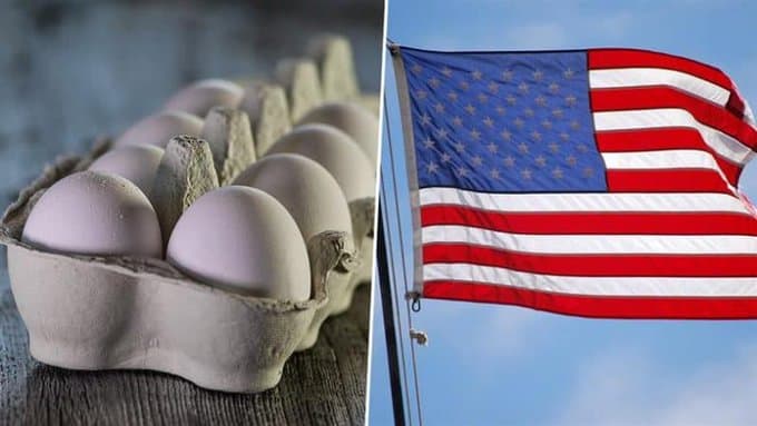 Egg Price Hike in US: আমেরিকায় বার্ড ফ্লু হানা, আকাশছোঁয়া ডিমের দাম