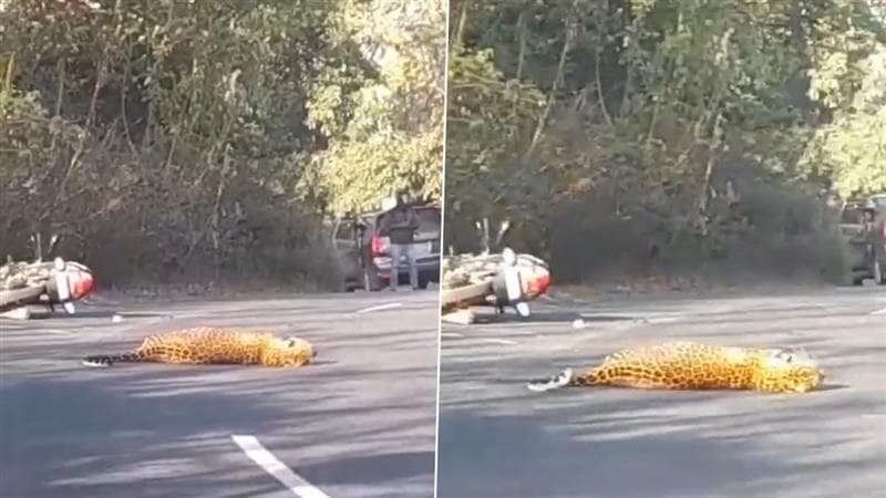 Leopard Video: মাঝ রাস্তায় বাইকের ধাক্কা লেপার্ডের গায়ে, কিছুক্ষণ পড়ে থেকেই প্রবল গতিতে... দেখুন ভিডিয়ো