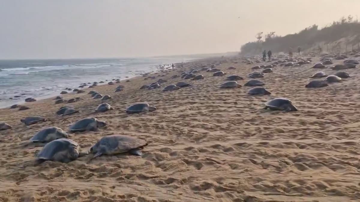 Olive Ridley Turtles In Rushikulya Beach: পুরী, চন্দ্রভাগা নয়, ঘুরে আসুন রিষিকুলা থেকে, বিরল প্রজাতির অলিভ রিডলেরা স্বাগত জানাবে আপনাকে