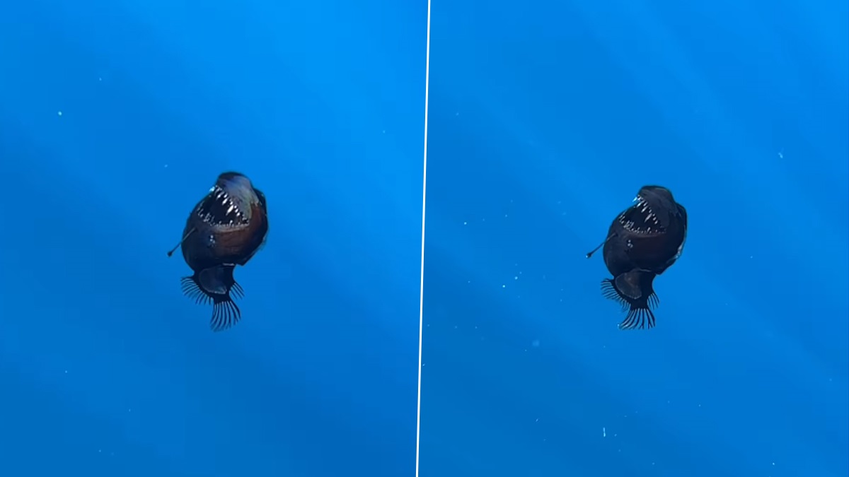 Black Seadevil Fish Video: সমুদ্রের 'শয়তান', বিরল কালো রঙের 'রাক্ষুসে মাছের' দেখা সাগরে, ভিডিয়ো