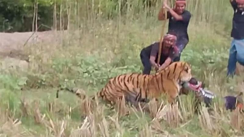 Tiger Attacks: সুন্দরবনে ফের বাঘের হানা, গুরুতর জখম ১ বনকর্মী